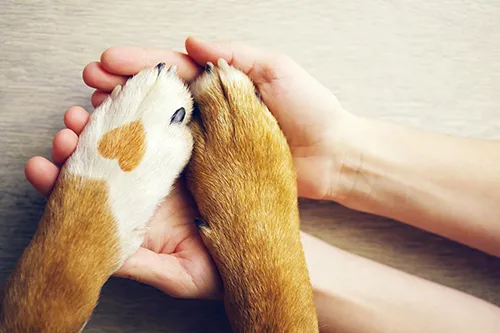 Holding Dog Paws | Jordans Flooring
